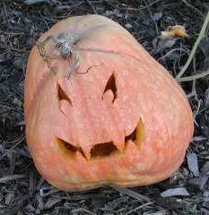 Evil, Nipomo Pumpkin Patch, carving idea